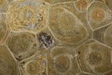 Polished Fossil Coral (Actinocyathus) - Morocco #100594-1